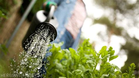 watering herbs in the morning